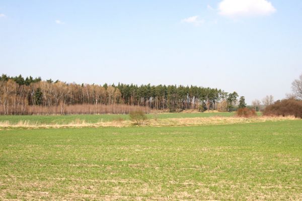 Labské Chrčice, Svárava, 8.4.2010
Jihovýchodní okraj zalesněné rezervace Duny u Sváravy.
Klíčová slova: Labské Chrčice Svárava Duny u Sváravy