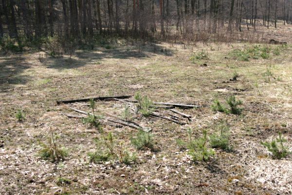 Labské Chrčice, Svárava, 8.4.2010
Díky elektrovodům z elektrárny Chvaletice je na severním okraji rezervace Duny u Sváravy udržováno bezlesí. Na této ploše ze zachoval vzácný pískomilný život.
Keywords: Labské Chrčice Svárava Duny u Sváravy Cardiophorus asellus ruficollis Ampedus elongatulus