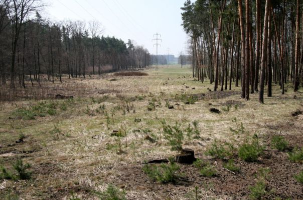 Labské Chrčice, Svárava, 8.4.2010
Díky elektrovodům z elektrárny Chvaletice je za okraji rezervace Duny u Sváravy udržováno bezlesí. Na této ploše ze zachoval vzácný pískomilný život.
Schlüsselwörter: Labské Chrčice Svárava Duny u Sváravy Dicronychus equisetioides Cardiophorus asellus ruficollis Ampedus elongatulus