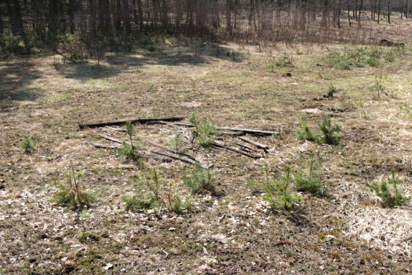 Labské Chrčice, Svárava, 8.4.2010
Díky elektrovodům z elektrárny Chvaletice je za okraji rezervace Duny u Sváravy udržováno bezlesí. Na této ploše ze zachoval vzácný pískomilný život.
Keywords: Labské Chrčice Svárava Duny u Sváravy Cardiophorus asellus ruficollis Ampedus elongatulus