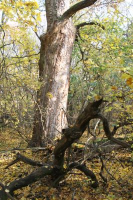 Svätý Jur, 6.11.2015
Panónsky háj, zarostlý pastevní les. Dub s požerky tesačíka obrovského.
Klíčová slova: Svätý Jur Panónsky háj pastevní les Cerambyx cerdo