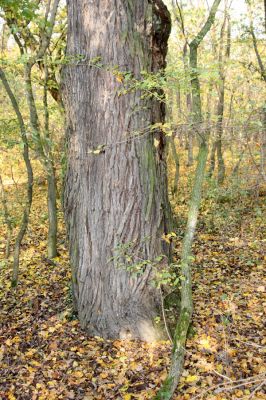 Svätý Jur, 6.11.2015
Panónsky háj, zarostlý pastevní les. Stará hrušeň - zimoviště kovaříka Brachygonus ruficeps.
Klíčová slova: Svätý Jur Panónsky háj pastevní les Brachygonus ruficeps