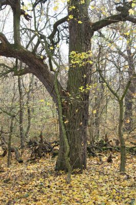 Svätý Jur, 6.11.2015
Panónsky háj, zarostlý pastevní les. Zimoviště kovaříka Brachygonus ruficeps.
Klíčová slova: Svätý Jur Panónsky háj pastevní les Brachygonus ruficeps
