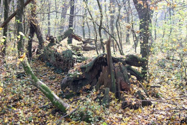 Svätý Jur, 6.11.2015
Panónsky háj, zarostlý pastevní les.
Mots-clés: Svätý Jur Panónsky háj pastevní les Gnorimus variabilis Aesalus scarabaeoides