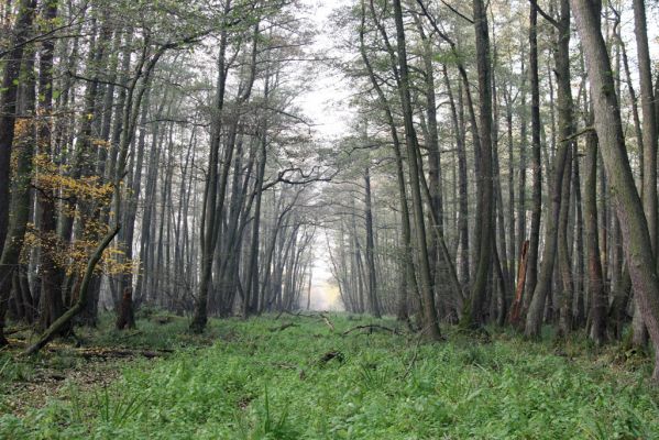 Svätý Jur, 6.11.2015
Śúr, lužní les.
Klíčová slova: Svätý Jur Šúr