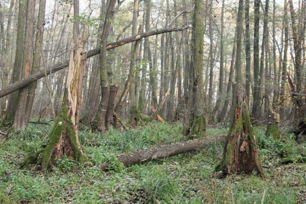 Svätý Jur, 6.11.2015
Śúr, lužní les.
Klíčová slova: Svätý Jur Šúr