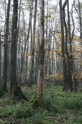 Svätý Jur, 6.11.2015
Śúr, lužní les.
Klíčová slova: Svätý Jur Šúr