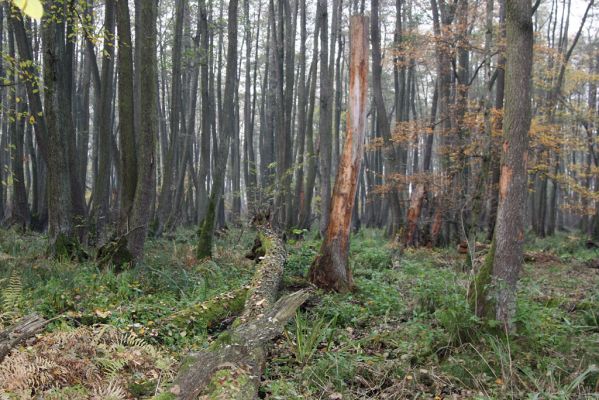 Svätý Jur, 6.11.2015
Śúr, lužní les.
Klíčová slova: Svätý Jur Šúr