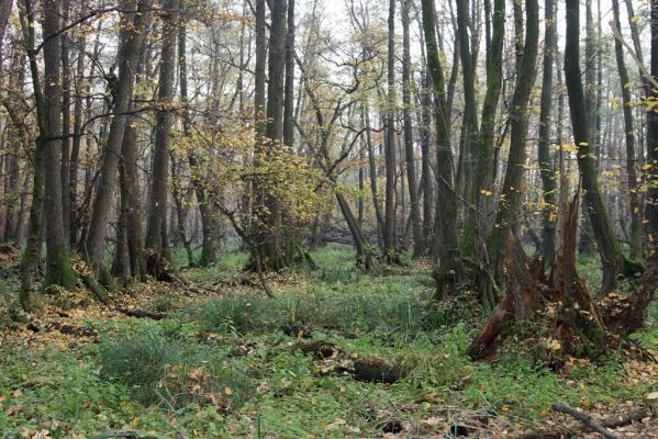 Svätý Jur, 6.11.2015
Śúr, lužní les.
Klíčová slova: Svätý Jur Šúr