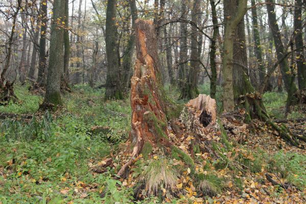 Svätý Jur, 6.11.2015
Śúr, lužní les.
Klíčová slova: Svätý Jur Šúr Ampedus pomonae pomorum Aesalus scarabaeoides