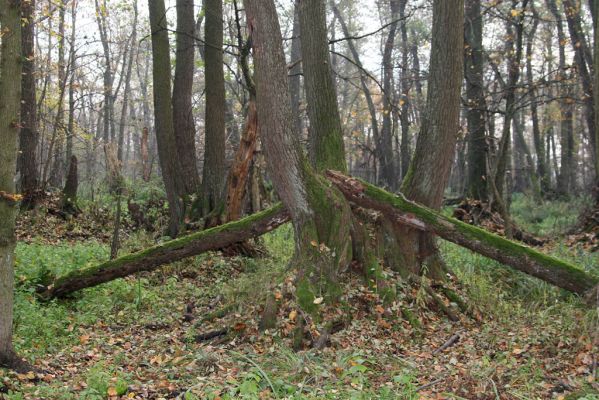 Svätý Jur, 6.11.2015
Śúr, lužní les.
Klíčová slova: Svätý Jur Šúr