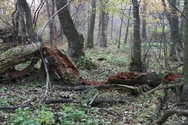 Svätý Jur, 6.11.2015
Śúr, lužní les.
Schlüsselwörter: Svätý Jur Šúr Ampedus pomonae pomorum Rhysodes sulcatus Carabus clathratus