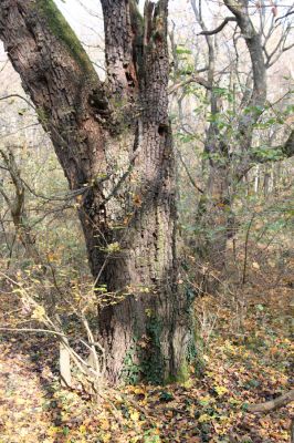 Svätý Jur, 6.11.2015
Panónsky háj, zarostlý pastevní les. Zimoviště kovaříka Brachygonus ruficeps.
Klíčová slova: Svätý Jur Panónsky háj pastevní les Brachygonus ruficeps
