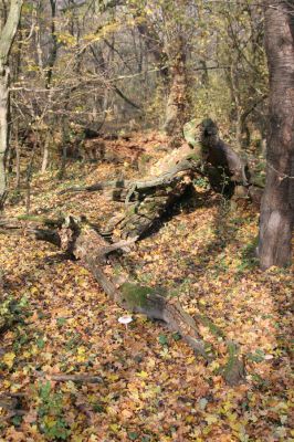Svätý Jur, 6.11.2015
Panónsky háj, zarostlý pastevní les.
Klíčová slova: Svätý Jur Panónsky háj pastevní les Gnorimus variabilis Aesalus scarabaeoides