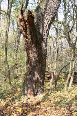 Svätý Jur, 6.11.2015
Panónsky háj, zarostlý pastevní les. Zimoviště kovaříka Brachygonus ruficeps.
Klíčová slova: Svätý Jur Panónsky háj pastevní les Brachygonus ruficeps