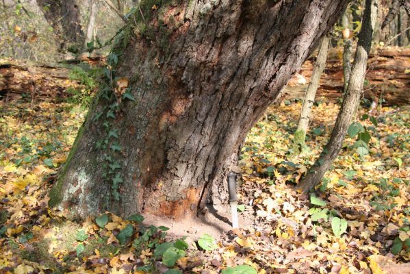 Svätý Jur, 6.11.2015
Panónsky háj, zarostlý pastevní les. Zimoviště kovaříka Brachygonus ruficeps.
Klíčová slova: Svätý Jur Panónsky háj pastevní les Brachygonus ruficeps