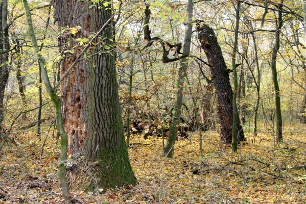 Svätý Jur, 6.11.2015
Panónsky háj, zarostlý pastevní les. 
Klíčová slova: Svätý Jur Panónsky háj pastevní les