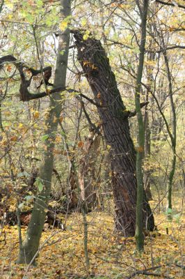 Svätý Jur, 6.11.2015
Panónsky háj, zarostlý pastevní les. 
Klíčová slova: Svätý Jur Panónsky háj pastevní les