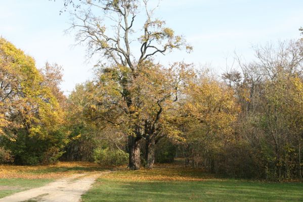 Svätý Jur, 6.11.2015
Panónsky háj, zarostlý pastevní les. Okraj lesa u zahrádkářské kolonie.
Klíčová slova: Svätý Jur Panónsky háj pastevní les