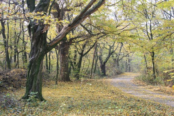 Svätý Jur, 6.11.2015
Panónsky háj, zarostlý pastevní les. 
Klíčová slova: Svätý Jur Panónsky háj pastevní les