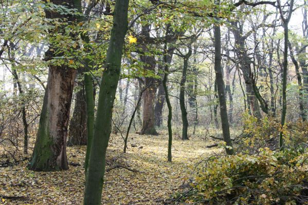 Svätý Jur, 6.11.2015
Panónsky háj, zarostlý pastevní les. 
Klíčová slova: Svätý Jur Panónsky háj pastevní les