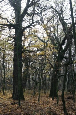 Svätý Jur, 6.11.2015
Panónsky háj, zarostlý pastevní les. 
Mots-clés: Svätý Jur Panónsky háj pastevní les