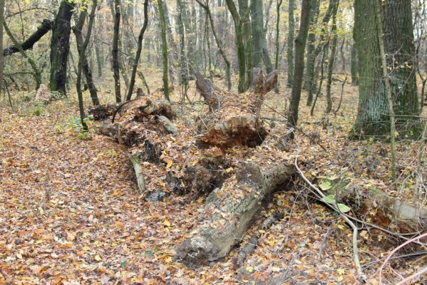 Svätý Jur, 6.11.2015
Panónsky háj, zarostlý pastevní les. 
Schlüsselwörter: Svätý Jur Panónsky háj pastevní les