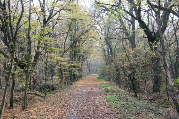 Svätý Jur, 6.11.2015
Panónsky háj, zarostlý pastevní les. 
Klíčová slova: Svätý Jur Panónsky háj pastevní les