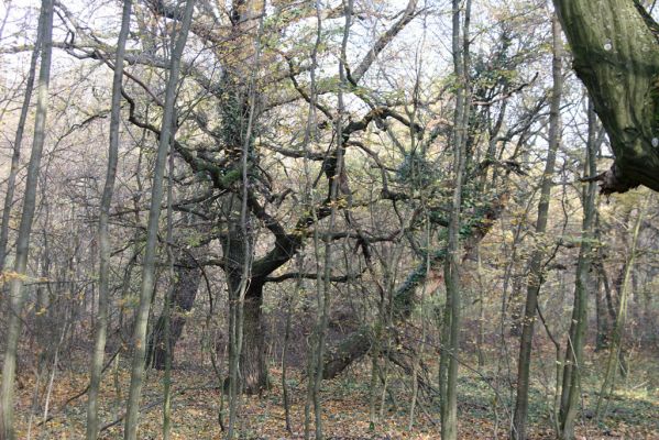 Svätý Jur, 6.11.2015
Panónsky háj, zarostlý pastevní les. 
Klíčová slova: Svätý Jur Panónsky háj pastevní les Brachygonus ruficeps