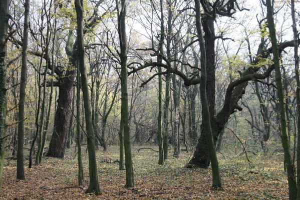 Svätý Jur, 6.11.2015
Panónsky háj, zarostlý pastevní les. Zimoviště kovaříka Brachygonus ruficeps.
Klíčová slova: Svätý Jur Panónsky háj pastevní les Brachygonus ruficeps