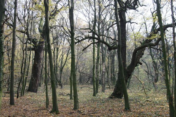 Svätý Jur, 6.11.2015
Panónsky háj, zarostlý pastevní les. Zimoviště kovaříka Brachygonus ruficeps.
Klíčová slova: Svätý Jur Panónsky háj pastevní les Brachygonus ruficeps