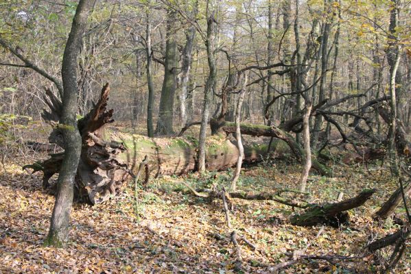 Svätý Jur, 6.11.2015
Panónsky háj, zarostlý pastevní les. 
Klíčová slova: Svätý Jur Panónsky háj pastevní les