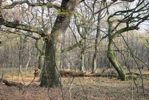 Svätý Jur, 6.11.2015
Panónsky háj, zarostlý pastevní les. Zimoviště kovaříka Brachygonus ruficeps.
Klíčová slova: Svätý Jur Panónsky háj pastevní les Brachygonus ruficeps