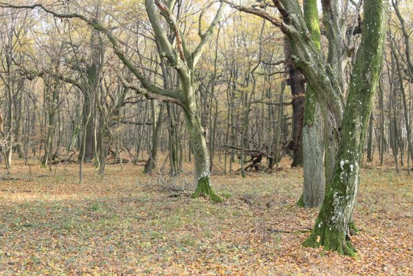 Svätý Jur, 6.11.2015
Panónsky háj, zarostlý pastevní les.
Klíčová slova: Svätý Jur Panónsky háj pastevní les