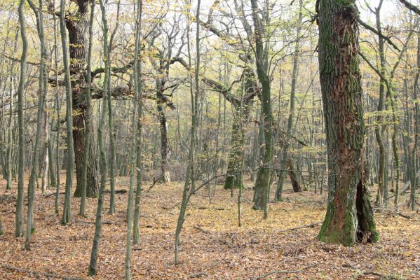 Svätý Jur, 6.11.2015
Panónsky háj, zarostlý pastevní les.
Klíčová slova: Svätý Jur Panónsky háj pastevní les