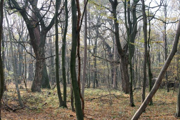 Svätý Jur, 6.11.2015
Panónsky háj, zarostlý pastevní les.
Klíčová slova: Svätý Jur Panónsky háj pastevní les