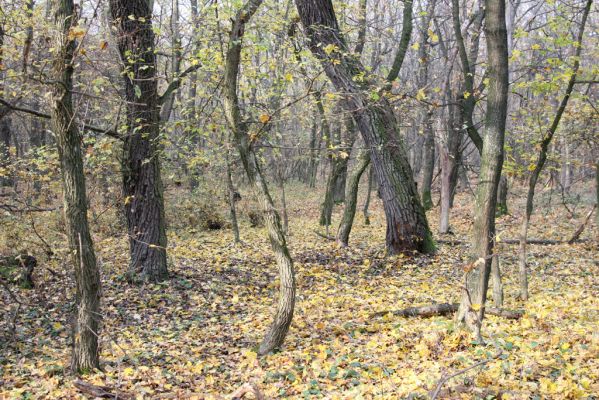 Svätý Jur, 6.11.2015
Panónsky háj, zarostlý pastevní les.
Klíčová slova: Svätý Jur Panónsky háj pastevní les Brachygonus ruficeps