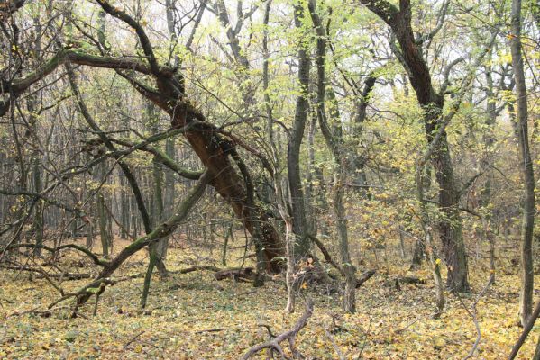 Svätý Jur, 6.11.2015
Panónsky háj, zarostlý pastevní les.
Klíčová slova: Svätý Jur Panónsky háj pastevní les