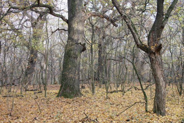 Svätý Jur, 6.11.2015
Panónsky háj, zarostlý pastevní les.
Klíčová slova: Svätý Jur Panónsky háj pastevní les