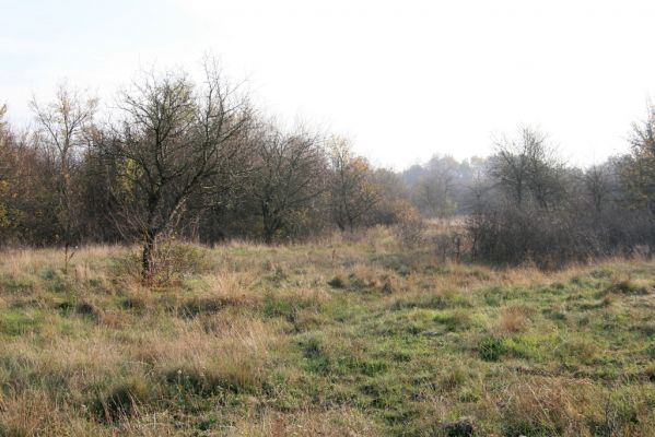 Svätý Jur, 6.11.2015
Panónsky háj, zarůstající bývalá pastvina.
Mots-clés: Svätý Jur Panónsky háj pastvina