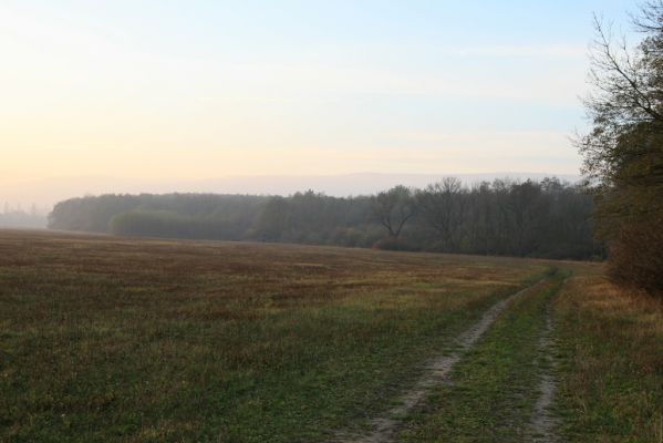 Svätý Jur, 6.11.2015
Śúr, lužní les.
Klíčová slova: Svätý Jur Šúr