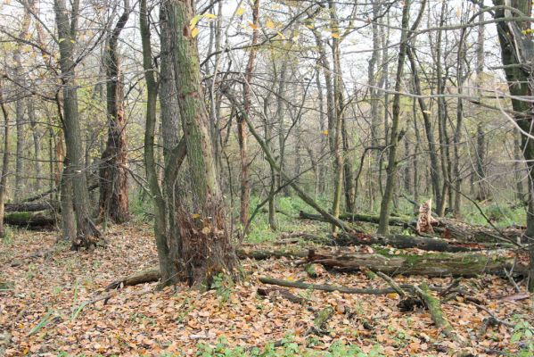 Svätý Jur, 6.11.2015
Śúr, lužní les.
Schlüsselwörter: Svätý Jur Šúr Ampedus pomonae pomorum Aesalus scarabaeoides