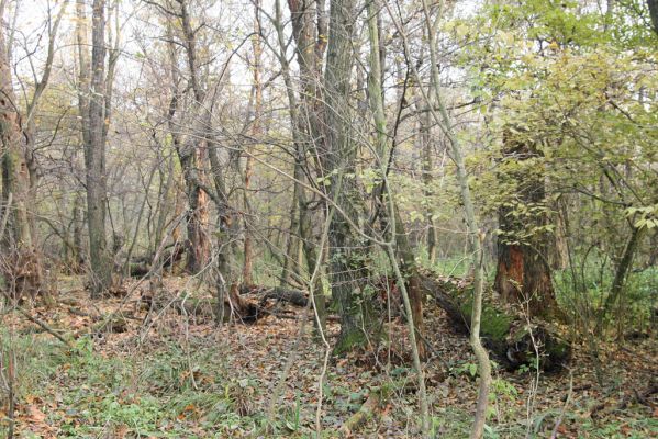 Svätý Jur, 6.11.2015
Śúr, lužní les.
Klíčová slova: Svätý Jur Šúr