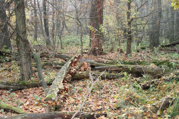 Svätý Jur, 6.11.2015
Śúr, lužní les.
Klíčová slova: Svätý Jur Šúr