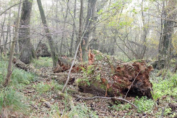 Svätý Jur, 6.11.2015
Śúr, lužní les.
Schlüsselwörter: Svätý Jur Šúr Ampedus pomonae pomorum Aesalus scarabaeoides Carabus clathratus