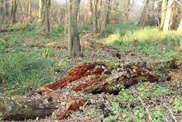 Svätý Jur, 6.11.2015
Śúr, lužní les.
Schlüsselwörter: Svätý Jur Šúr Ampedus pomonae pomorum Rhysodes sulcatus Carabus clathratus