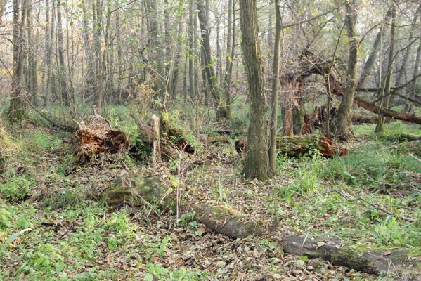 Svätý Jur, 6.11.2015
Śúr, lužní les.
Klíčová slova: Svätý Jur Šúr