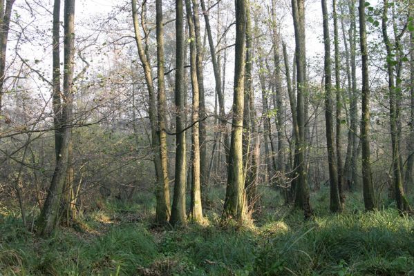 Svätý Jur, 6.11.2015
Śúr, lužní les.
Klíčová slova: Svätý Jur Šúr