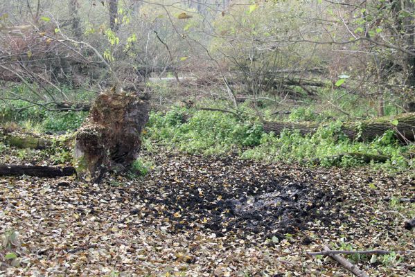 Svätý Jur, 6.11.2015
Śúr, lužní les.
Klíčová slova: Svätý Jur Šúr