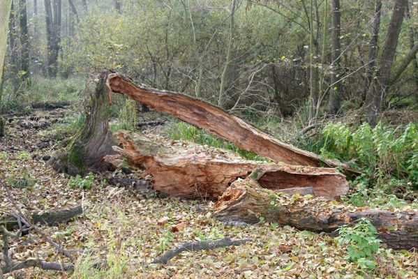 s
Śúr, lužní les.
Mots-clés: Svätý Jur Šúr